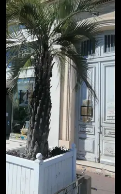 a palm tree in front of a building at Apartment Cosy Shared Center of Cannes in Cannes