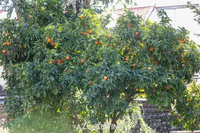 a tree full of oranges in a field at Azurenting - Bastide Alba - Studio - Terrasse in Cannes