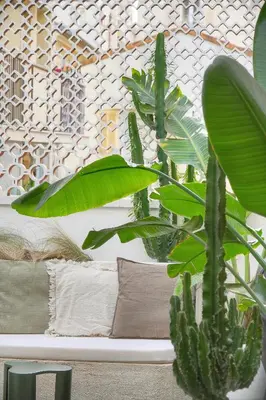 a green plant in a room with a couch at Le Trendee - Loft atypique in Cannes