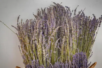 a bunch of lavender in a vase at Elégant 2 pièces vue MER, FELIX FAURE- COEUR DE CANNES A1B271 in Cannes