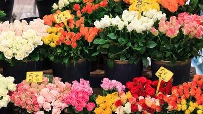 a display of colorful flowers for sale at a market at Paradisio in Cannes