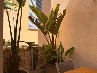 a plant in a pot next to a wall at CB Cannes- NEW YORK in Cannes