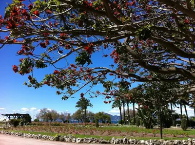 a tree with red flowers in a park at Charming & Elegant La Croisette apartment in Cannes in Cannes