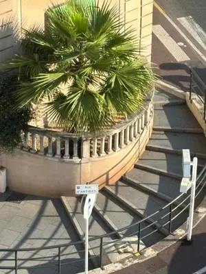 a large planter with a palm tree in it at Le FRAGONNARD in Cannes