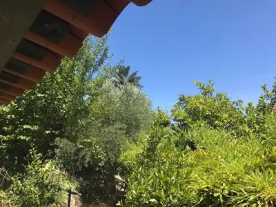 a group of trees with a blue sky in the background at Villa cannoise en bord de mer in Cannes