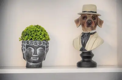 a dog wearing a hat on a shelf next to a vase at Agréable Studio rue ANIBES-HYPER CENTRE A0B211 in Cannes