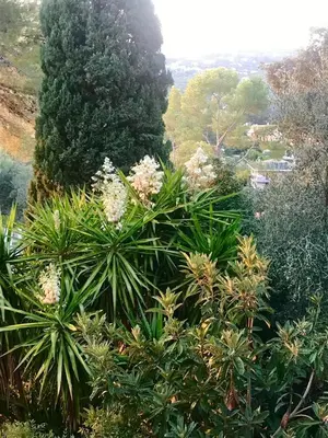 a group of trees and plants with flowers at Cocon in Le Cannet