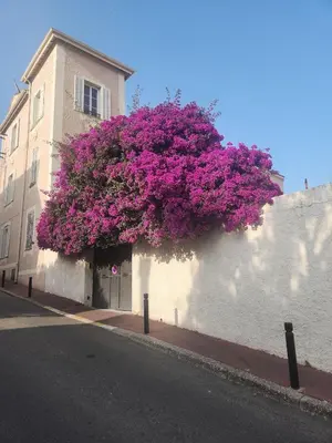 a bush of purple flowers on the side of a building at Villa de la Roche - Spacieux appartement bourgeois in Cannes
