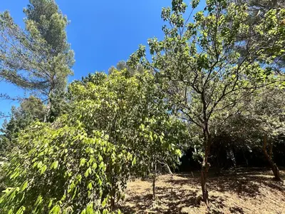 a group of trees with a blue sky in the background at Maison provençale in Le Cannet