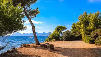 a tree on a sandy beach next to the water at Sea view, Luminous, Terrace, Garage, AC, Design in Cannes