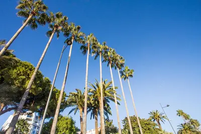 a group of palm trees against a blue sky at Sea view, Luminous, Terrace, Garage, AC, Design in Cannes