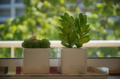 two potted plants sitting on a window sill at Tine -Croisette-150M Plage- VCA in Cannes