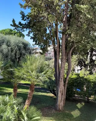 a tree in a park with palm trees at Appartement au centre de Cannes à deux pas du festival in Cannes