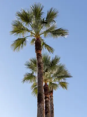 a palm tree with a bird sitting on top of it at Croisette, studio with garden, air conditioning in Cannes