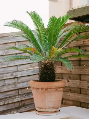 a plant in a pot sitting on a table at Le Petit Palais, 100m des plages in Cannes