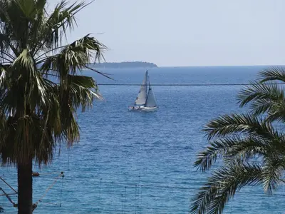 a sail boat in the ocean with a palm tree at Cannes design vue mer in Cannes