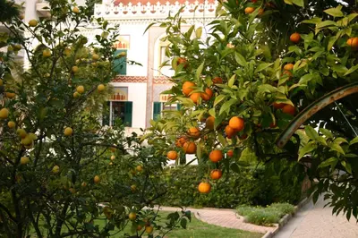 a bunch of orange trees in front of a building at Villa Belle Rive in Cannes