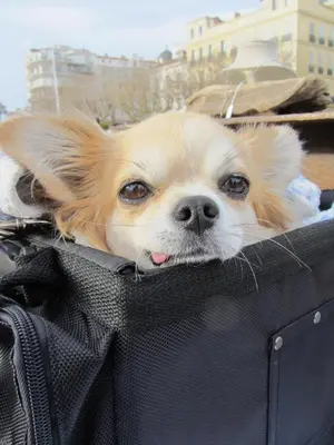 a dog is sticking its head out of a bag at Agréable chambre d'hôte à 50M de la mer in Cannes