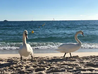 two swans walking on the beach near the water at Touchlux apartments in Cannes