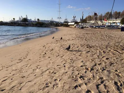 two birds sitting on a sandy beach near the water at Résidence Le Président - Forville in Cannes