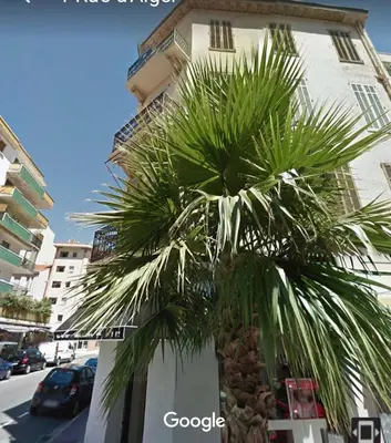 a palm tree in front of a building at Ice coeur de Cannes in Cannes