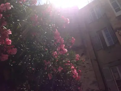 a tree with pink flowers in front of a house at Chanteclair in Cannes