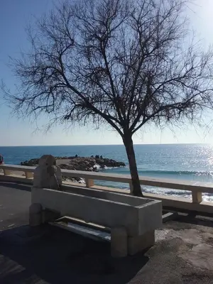 a bench next to a tree next to the ocean at Studio à 2 pas du Palais in Cannes