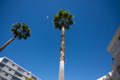 two palm trees in front of a blue sky at Le Parc Pointe Croisette in Cannes