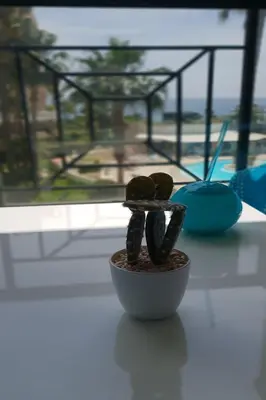 a bowl of food sitting on a table with a window at Sea view La Palme d'Azur apartment steps away from the beach and perfect for holidays & business trips in Cannes