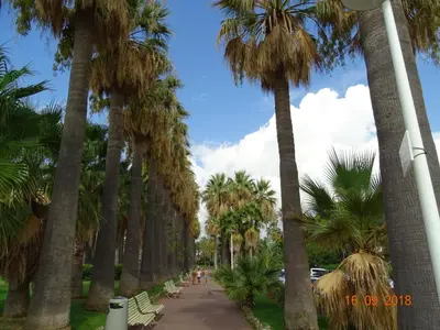 a row of palm trees on a sidewalk at Palm beach Cannes Azur in Cannes