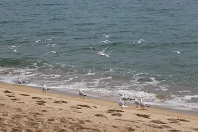 a flock of seagulls standing on the beach at Appartement Palm d'Azur in Cannes