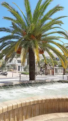 a palm tree in the middle of a fountain at Colorful Studio Cannes in Cannes