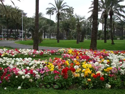 a field of flowers in a park with palm trees at carré d'or rue d'ANTIBES à quelques pas du palais des Festivals in Cannes
