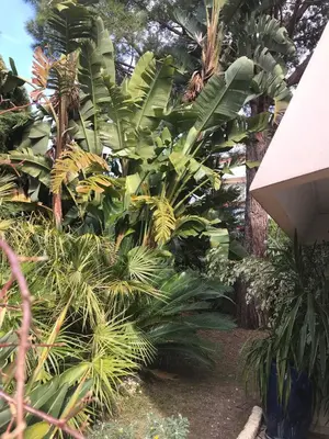 a bunch of tropical plants in a garden at 19 Rue du Parc Alexandre III in Cannes