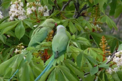 two green birds sitting on a tree branch at Cannes Vacances chez Steph in Cannes