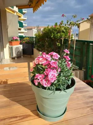 a white vase filled with pink flowers on a table at Appartement raffiné Cannes in Cannes