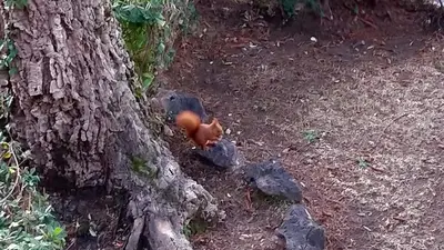 a toy squirrel standing next to a tree at Studio cabine vue mer, piscine panoramique, parking couvert in Cannes