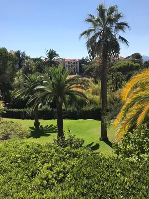 a group of palm trees in a park at Très beau T2 dans parc montfleury ,proche centre ,au calme 44 bd Montfleury in Cannes