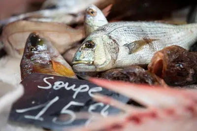a close up of some fish on some rocks at Near Croisette- 4 Star Studio -SeaView in Cannes