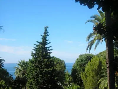 a pine tree with the ocean in the background at Cannes Plage in Cannes