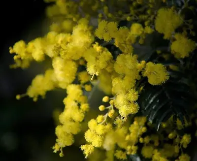 a bunch of yellow flowers on a tree at Bleu Regard in Cannes