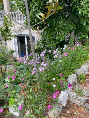 a garden with pink flowers in front of a house at Chambre spacieuse indépendante dans villa plus parking privée in Le Cannet