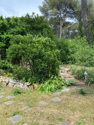 a garden with some plants and a bush at Chambre spacieuse indépendante dans villa plus parking privée in Le Cannet