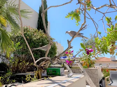 a bird is perched on a tree branch at ROOFTOP CROISETTE/ALEXANDRE III in Cannes