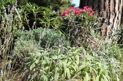 a garden with many different types of flowers at VILLA ARVOR CANNES Appartement indépendant en bas de maison in Cannes