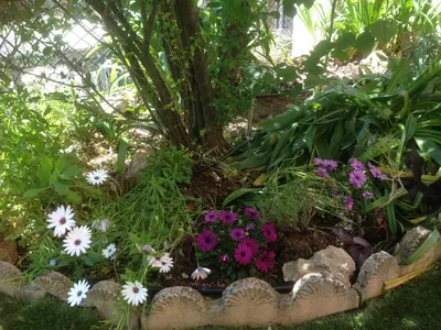 a garden with purple and white flowers and plants at Résidence Chantemerle in Cannes