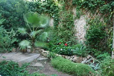 a garden with a palm tree and some plants at B&B Villa Feline in Cannes
