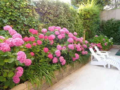a garden with pink flowers and a white bench at B&B Villa Feline in Cannes