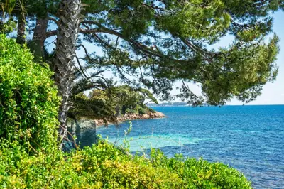a view of the ocean from a tree lined beach at ADRIANA by Terry's Homes WATERFRONT SEAVIEW BEACH in Cannes