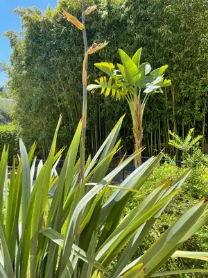a tall plant with green leaves in a garden at Le Capri - Studio Wifi Californie in Cannes